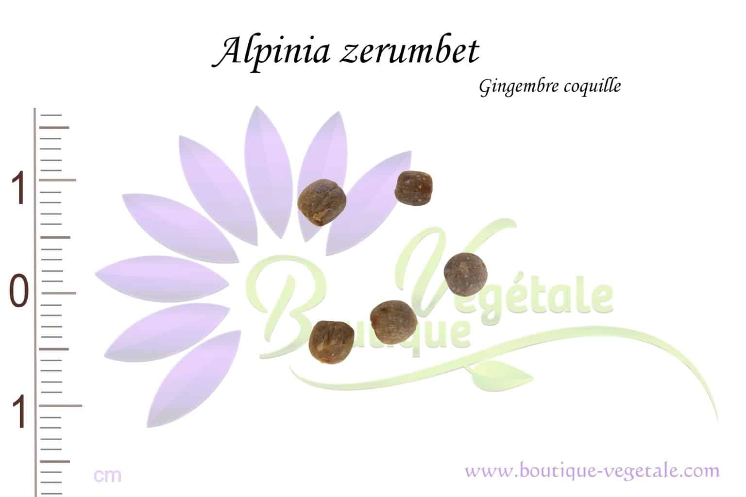 Graines d'Alpinia zerumbet, Alpinia zerumbet seeds