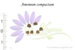 Graines d'Amomum compactum, Amomum compactum seeds