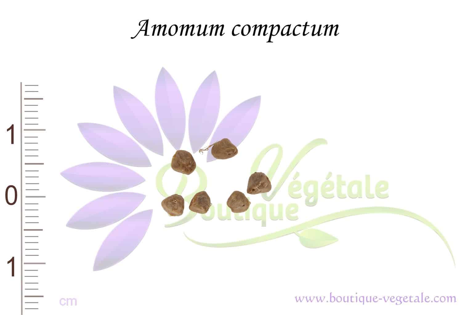 Graines d'Amomum compactum, Amomum compactum seeds