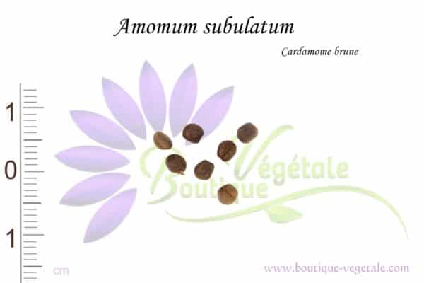 Graines d'Amomum subulatum, Amomum subulatum seeds
