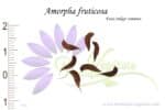 Graines d'Amorpha fruticosa, Amorpha fructicosa seeds