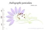 Graines d'Andrographis paniculata, Andrographis paniculata seeds