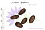 Graines d'Annona squamosa, Annona squamosa seeds