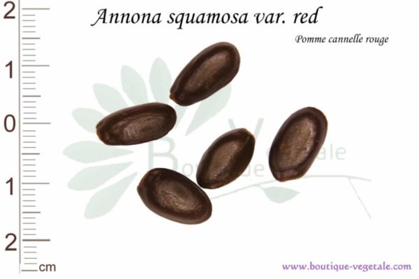 Graines d'Annona squamosa var. red, Red annona squamosa seeds