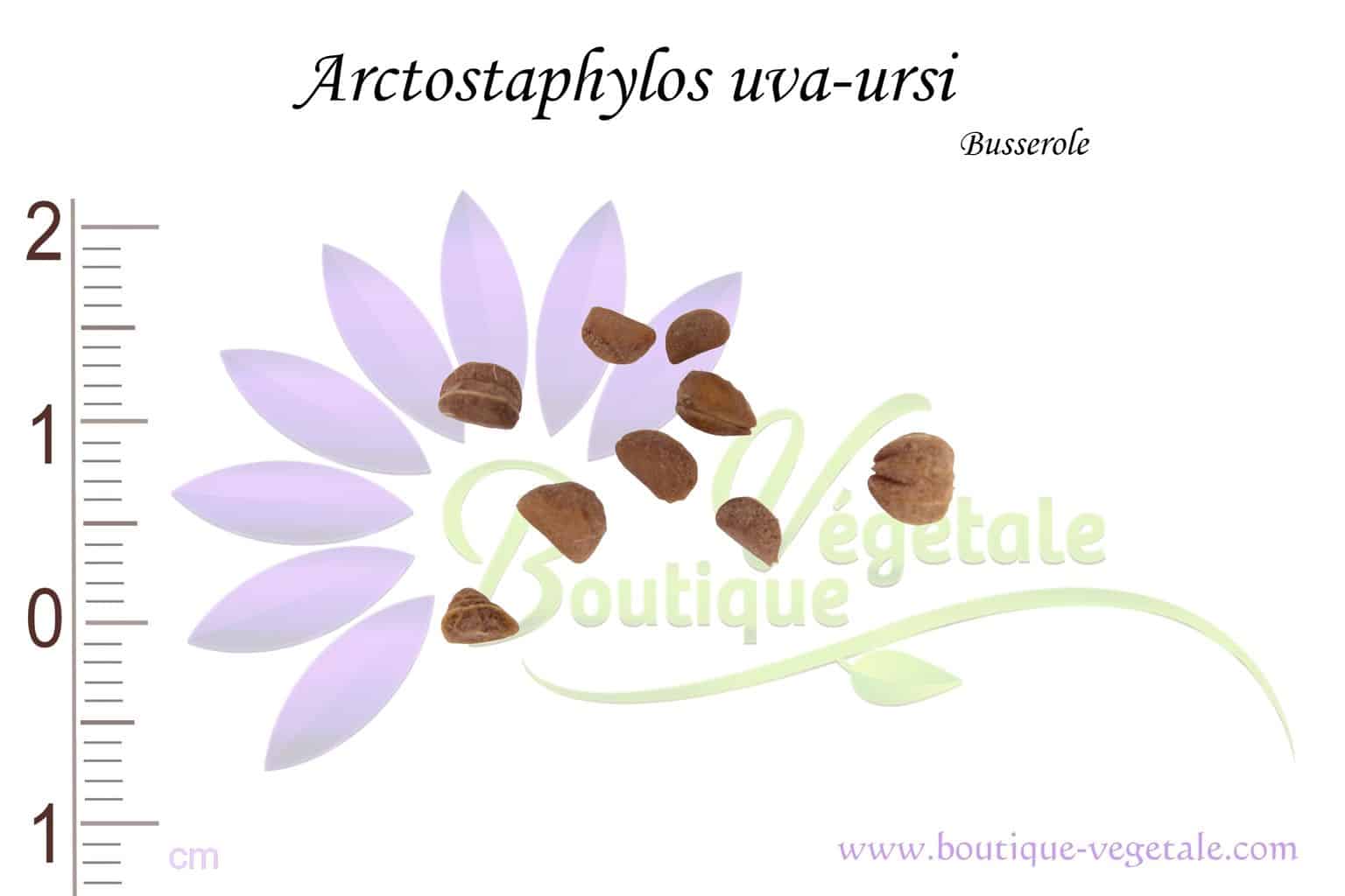 Graines d'Arctostaphylos uva ursi, Arctostaphylos uva ursi seeds