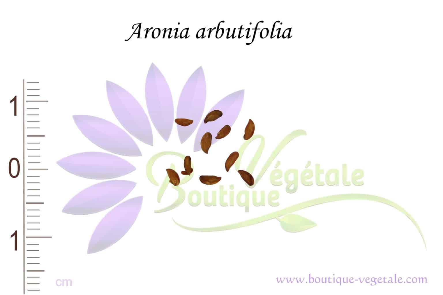 Graines d'Aronia arbutifolia, Aronia arbutifolia seeds