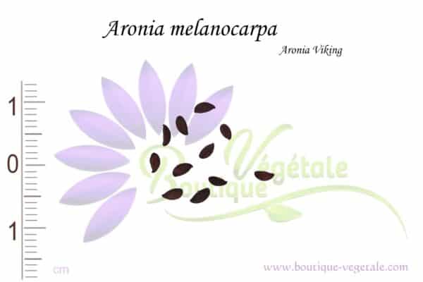 Graines d'Aronia melanocarpa, Aronia melanocarpa seeds