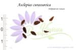 Graines d'Asclepias curassavica, Asclepias curassavica seeds