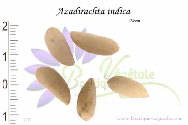 Graines d'Azadirachta indica, Azadirachta indica seeds