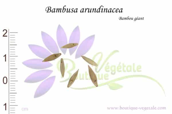 Graines de Bambusa arundinacea, Bambusa arundinacea seeds