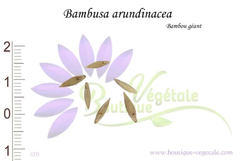 50 Graines De Bambou Géant Épineux - Dendrocalamus Arundinacea - Plante Tropicale à Croissance Rapide