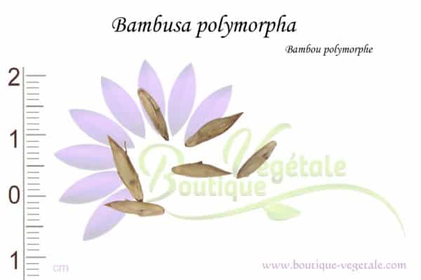 Graines de Bambusa polymorpha, Bambusa polymorpha seeds