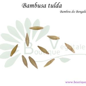 10 graines Bambusa balcooa Bhaluka bambou