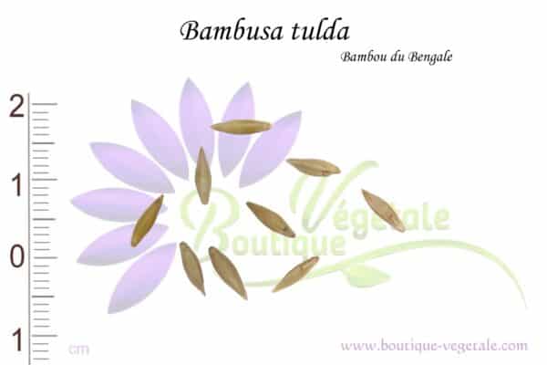 Graines de Bambusa tulda, Bambusa tulda seeds