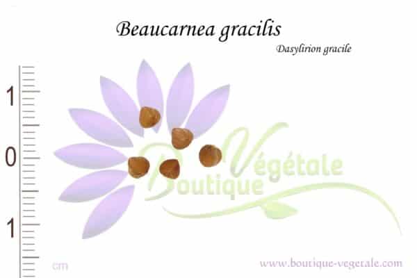 Graines de Beaucarnea gracilis, Beaucarnea gracilis seeds