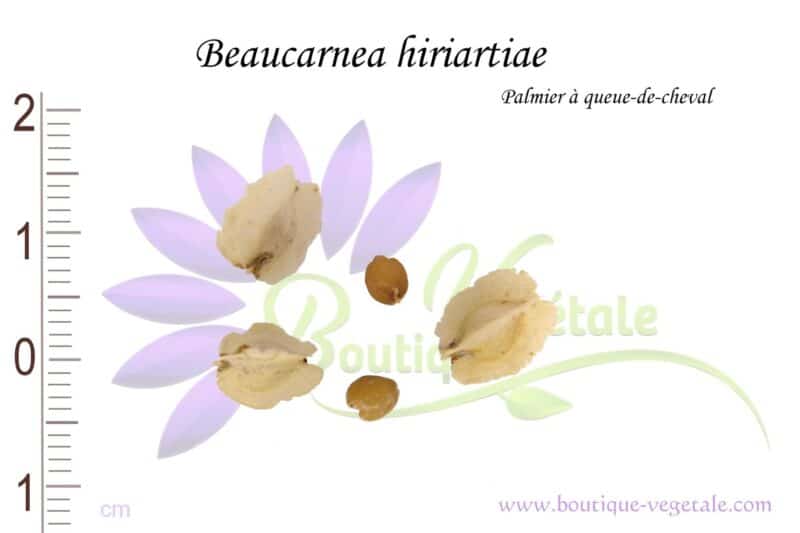 Graines de Beaucarnea hiriartiae, Beaucarnea hiriartiae seeds