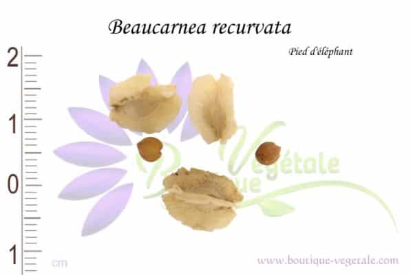 Graines de Beaucarnea recurvata, Beaucarnea recurvata seeds