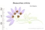 Graines de Beaucarnea stricta, Beaucarnea stricta seeds