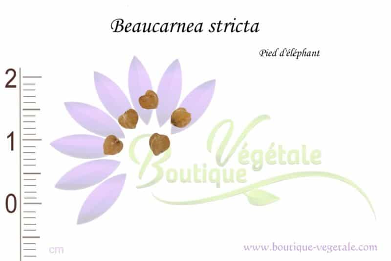 Graines de Beaucarnea stricta, Beaucarnea stricta seeds