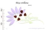 Graines de Bixa orellana, Bixa orellana seeds
