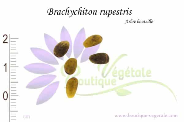Graines de Brachychiton rupestris, Brachychiton rupestris seeds