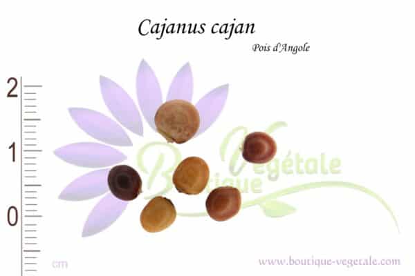Graines de Cajanus cajan, Cajanus cajan seeds