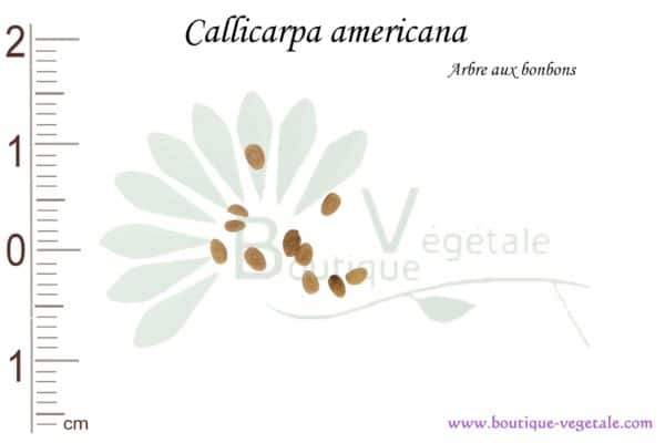 Graines de Callicarpa americana, Callicarpa americana seeds
