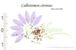 Graines de Callistemon citrinus, Callistemon citrinus seeds