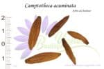 Graines de Camptotheca acuminata, Camptotheca acuminata seeds