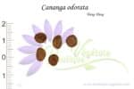 Graines de Cananga odorata, Cananga odorata seeds