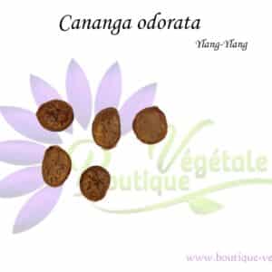 Graines de Cananga odorata, Cananga odorata seeds