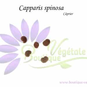 Graines de Capparis spinosa, Capparis spinosa seeds