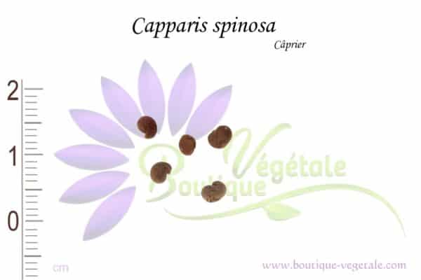 Graines de Capparis spinosa, Capparis spinosa seeds