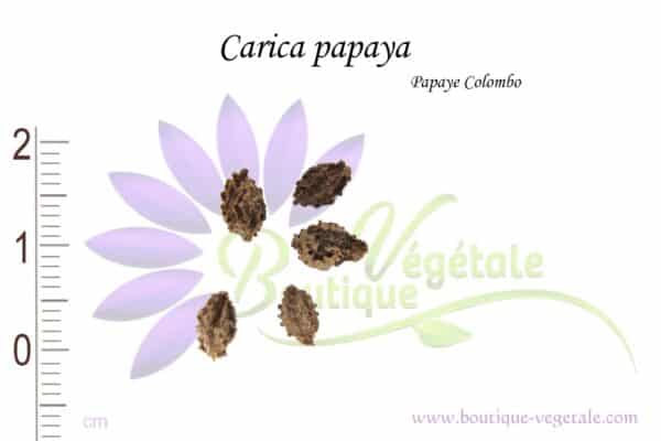 Graines de Carica papaya, Carica papaya seeds