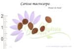 Graines de Carissa macrocarpa, Carissa macrocarpa seeds