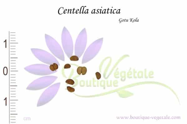 Graines de Centella asiatica, Centella asiatica seeds