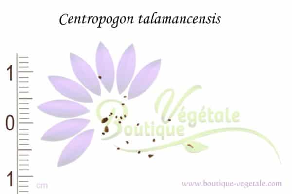 Graines de Centropogon talamancensis, Centropogon talamancensis seeds