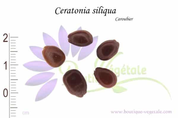 Graines de Ceratonia siliqua, Ceratonia siliqua seeds