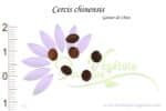 Graines de Cercis chinensis, Cercis chinensis seeds
