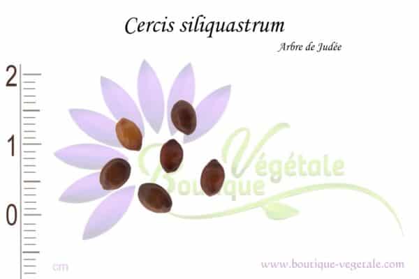 Graines de Cercis siliquastrum, Cercis siliquastrum seeds