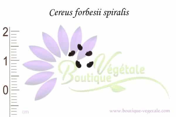 Graines de Cereus forbesii spiralis, Cereus forbesii spiralis seeds