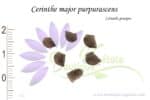 Graines de Cerinthe major purpurascens, Cerinthe major purpurascens seeds