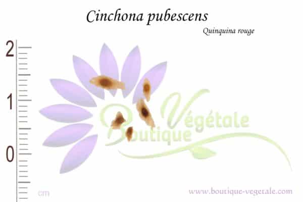 Graines de Cinchona pubescens, Cinchona pubescens seeds