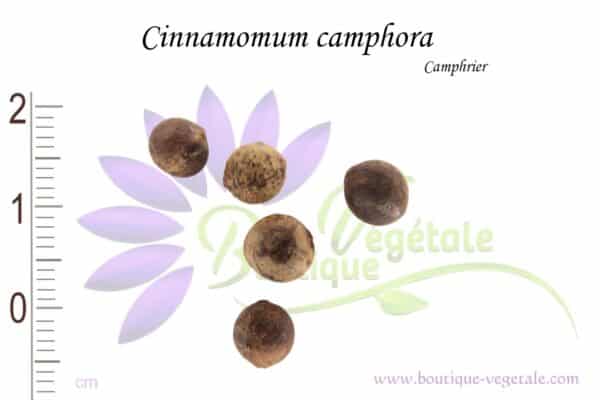 Graines de Cinnamomum camphora, Cinnamomum camphora seeds