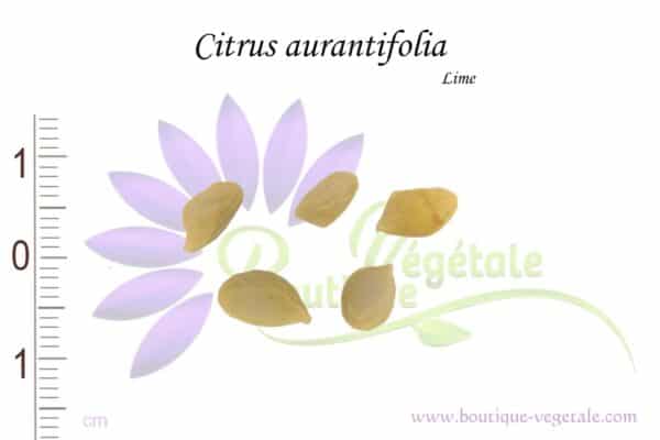 Graines de Citrus aurantifolia, Citrus aurantifolia seeds