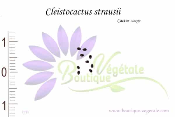 Graines de Cleistocactus strausii, Cleistocactus strausii seeds