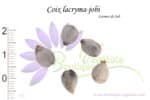 Graines de Coix lacryma-jobi, Coix lacryma-jobi seeds