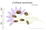 Graines de Crithmum maritimum, Crithmum maritimum seeds