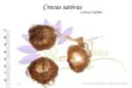 Bulbes de Crocus sativus, Crocus sativus bulbs
