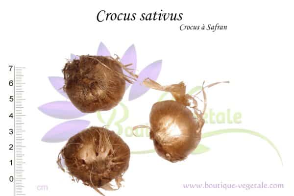 Bulbes de Crocus sativus, Crocus sativus bulbs